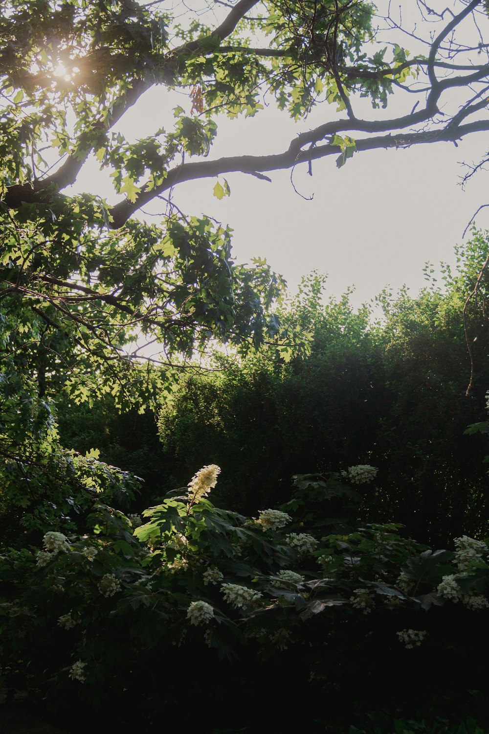 a view of the tops of trees and the sky