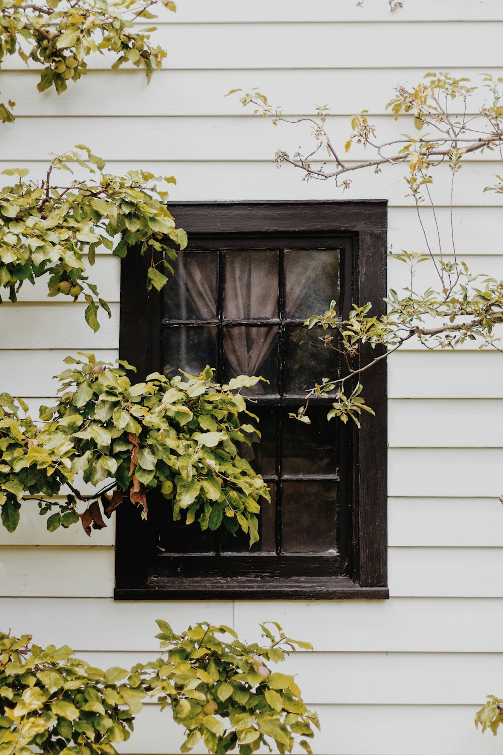 a window with a plant growing out of it