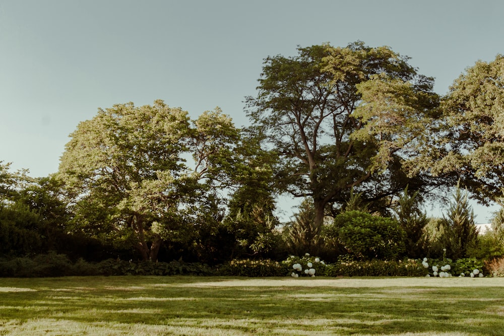 a grassy area with trees in the back