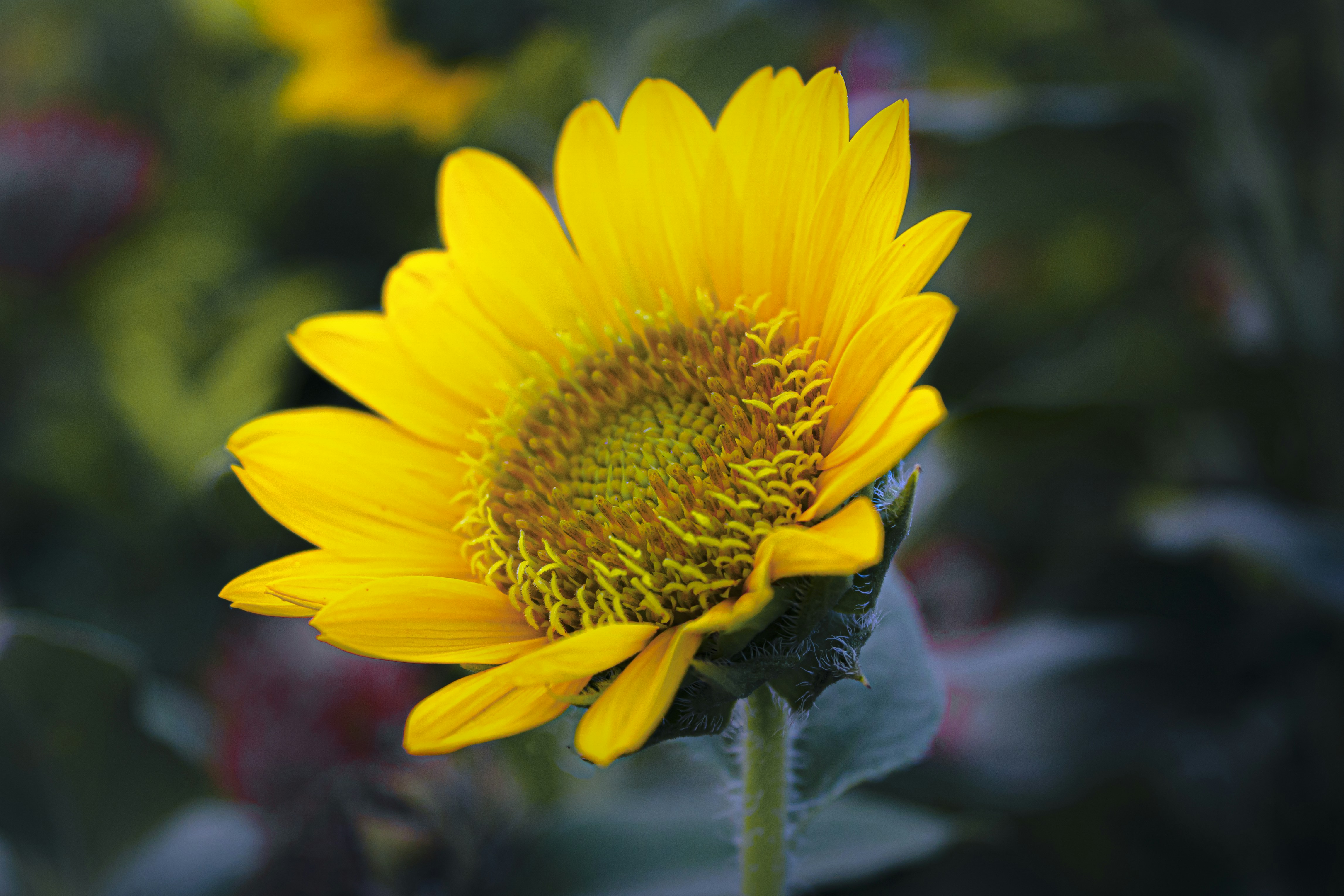 Photo by arham_istic