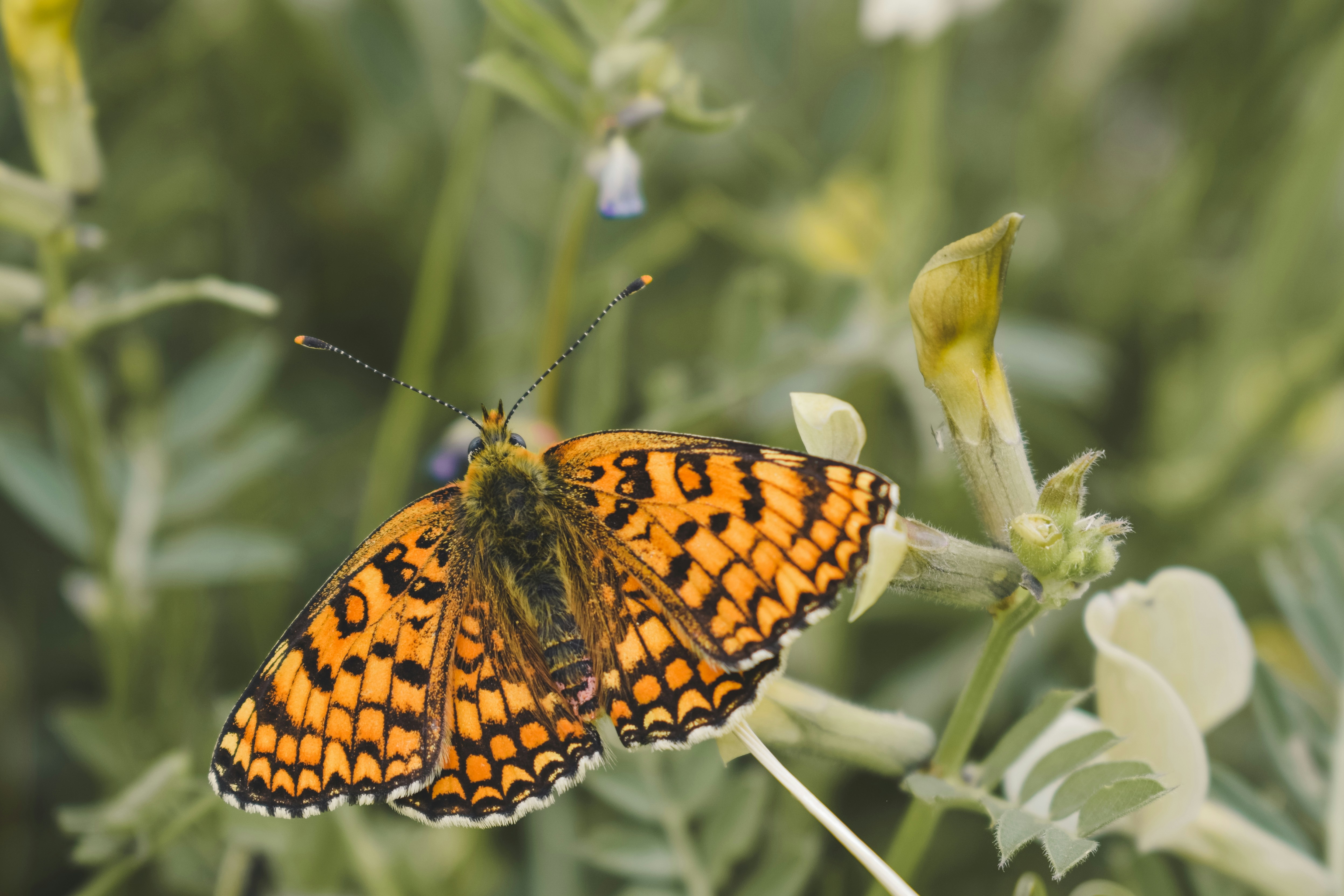 a butterfly on a flower