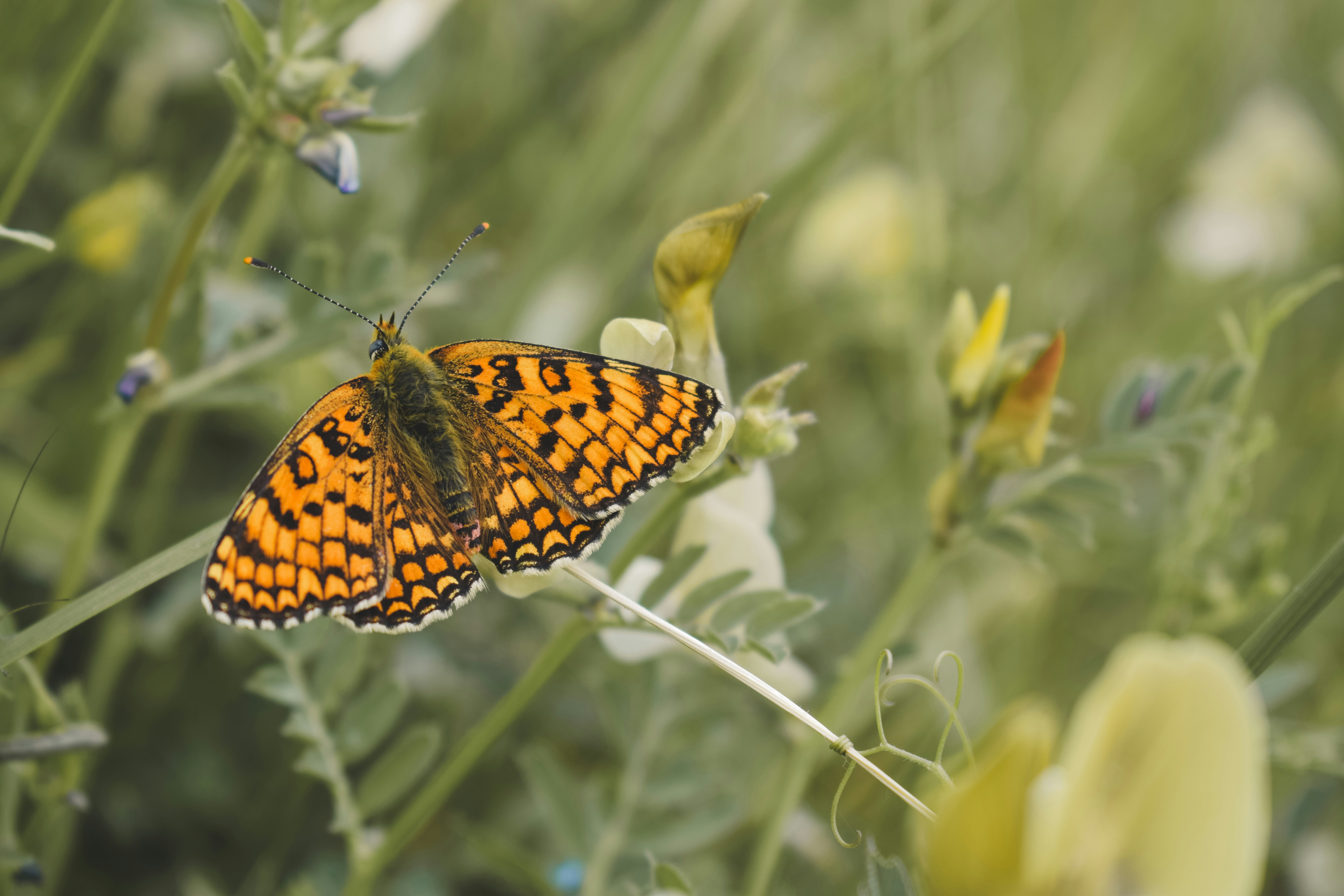 a butterfly on a plant