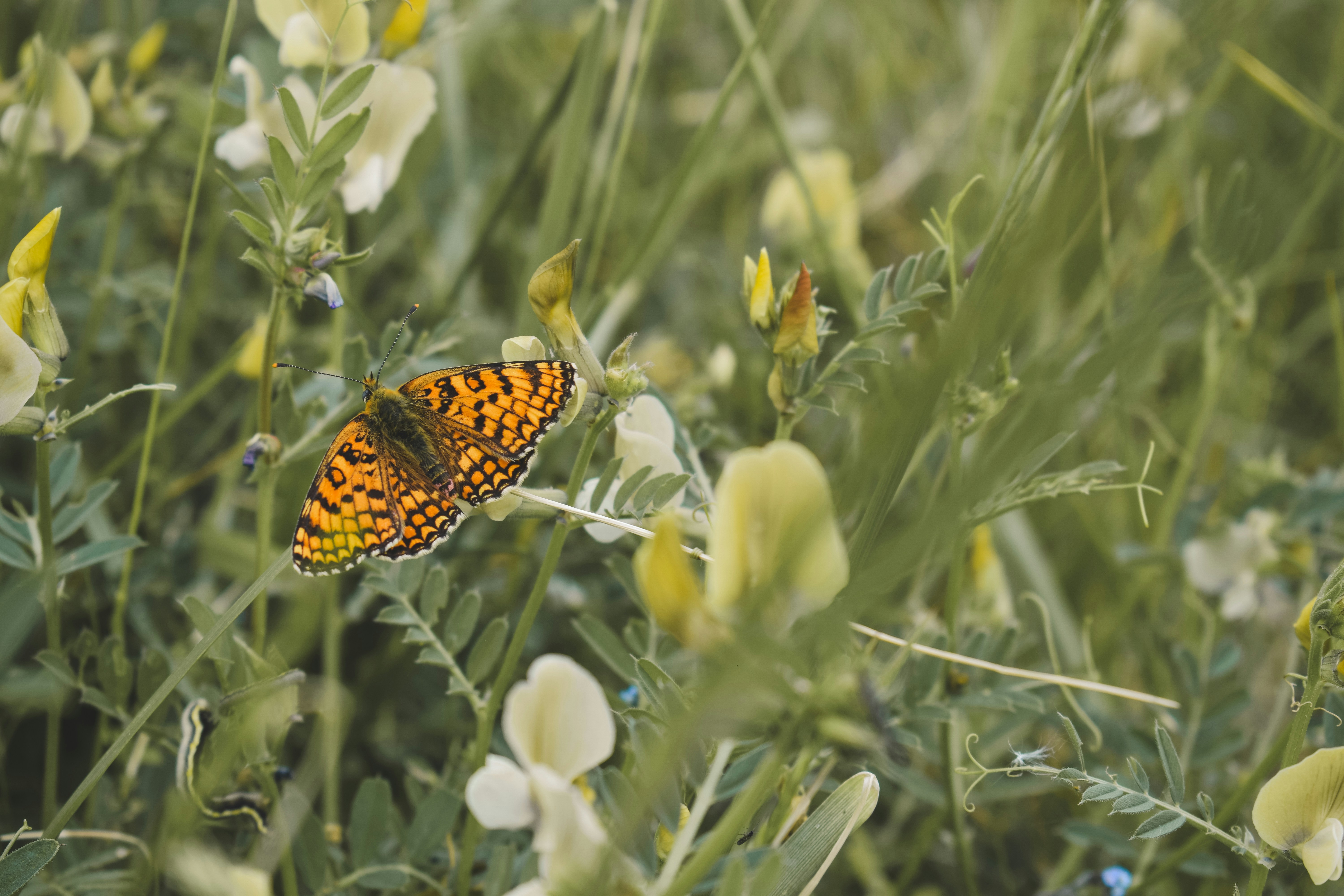a butterfly on a flower