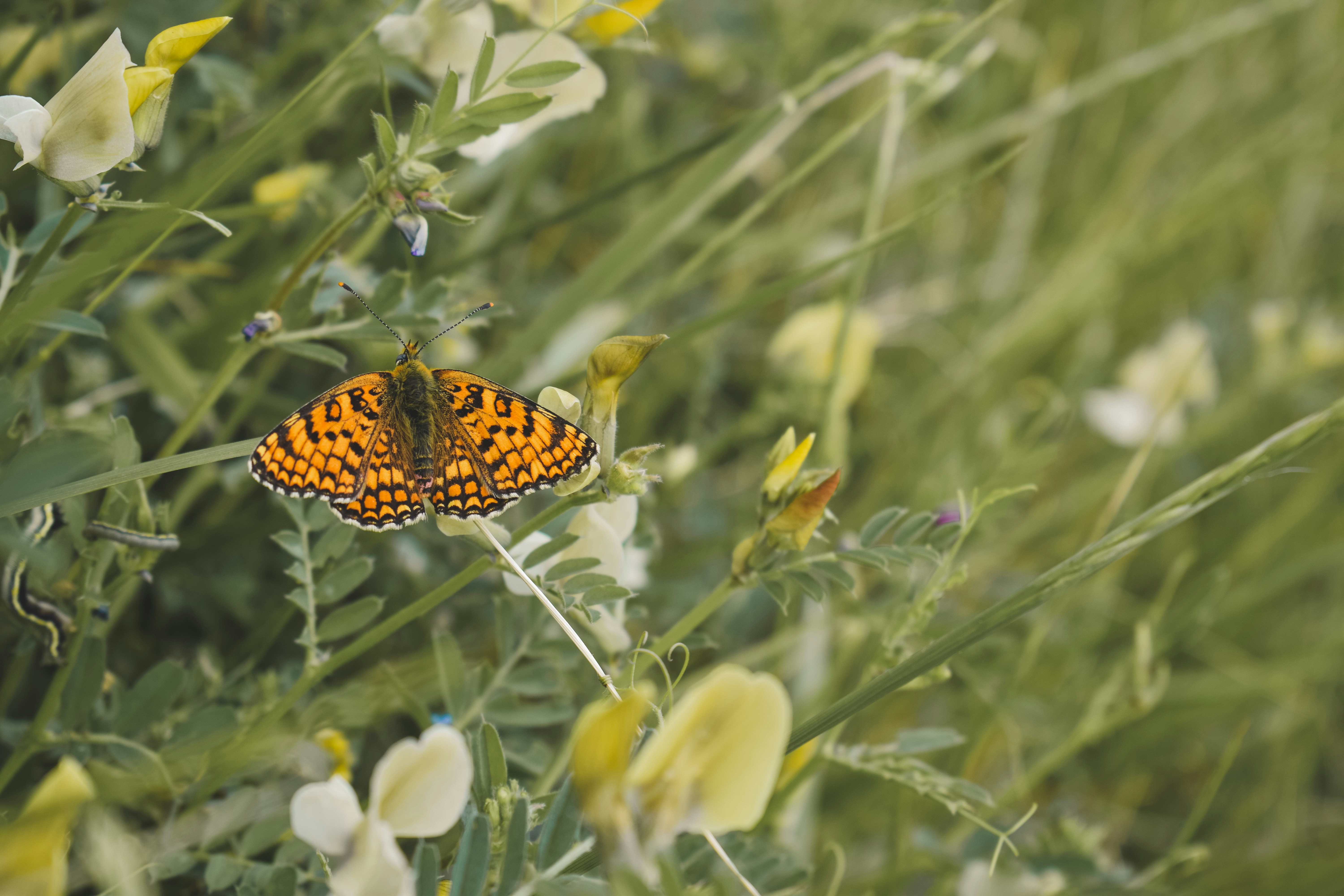 a butterfly on a flower