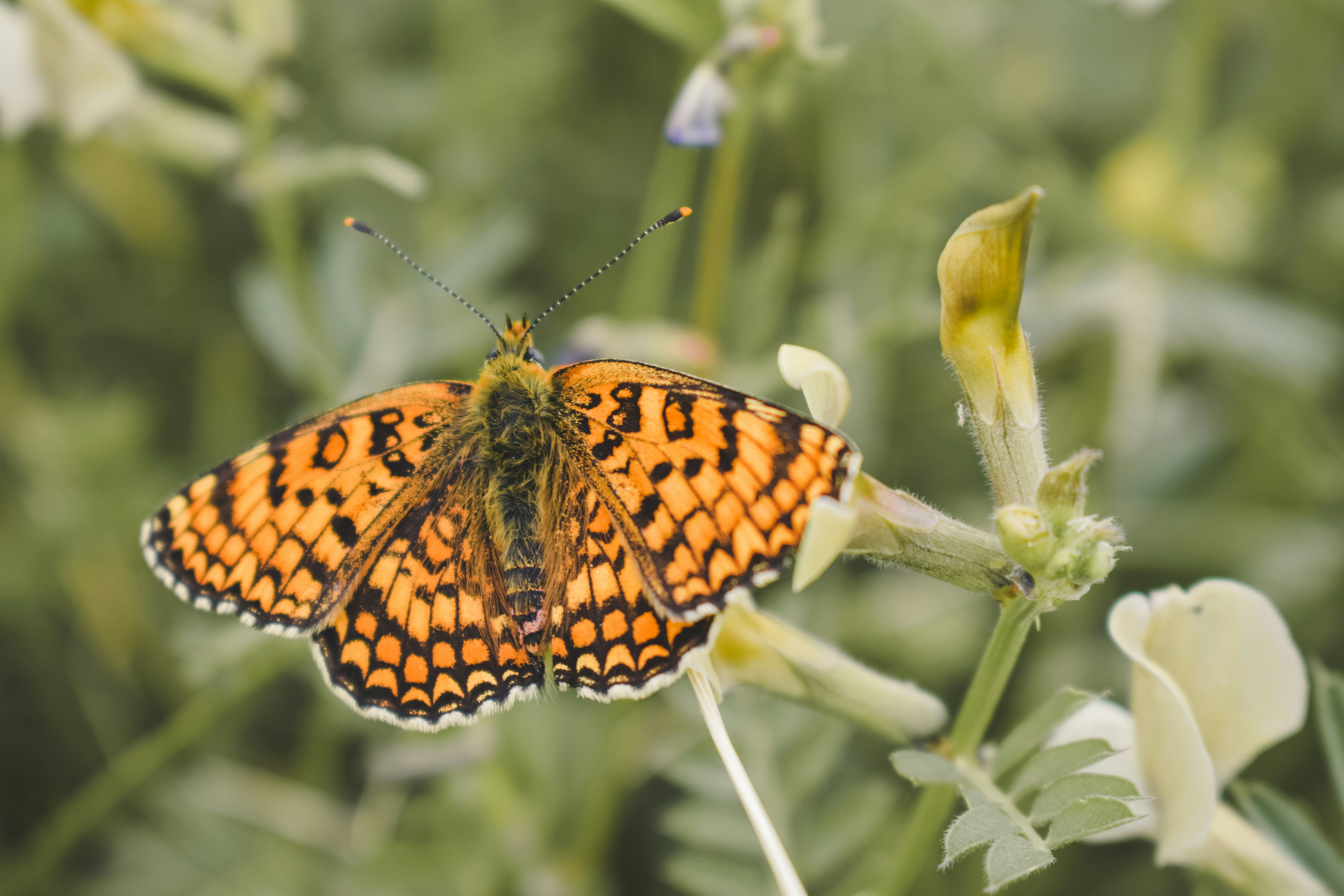 a butterfly on a flower