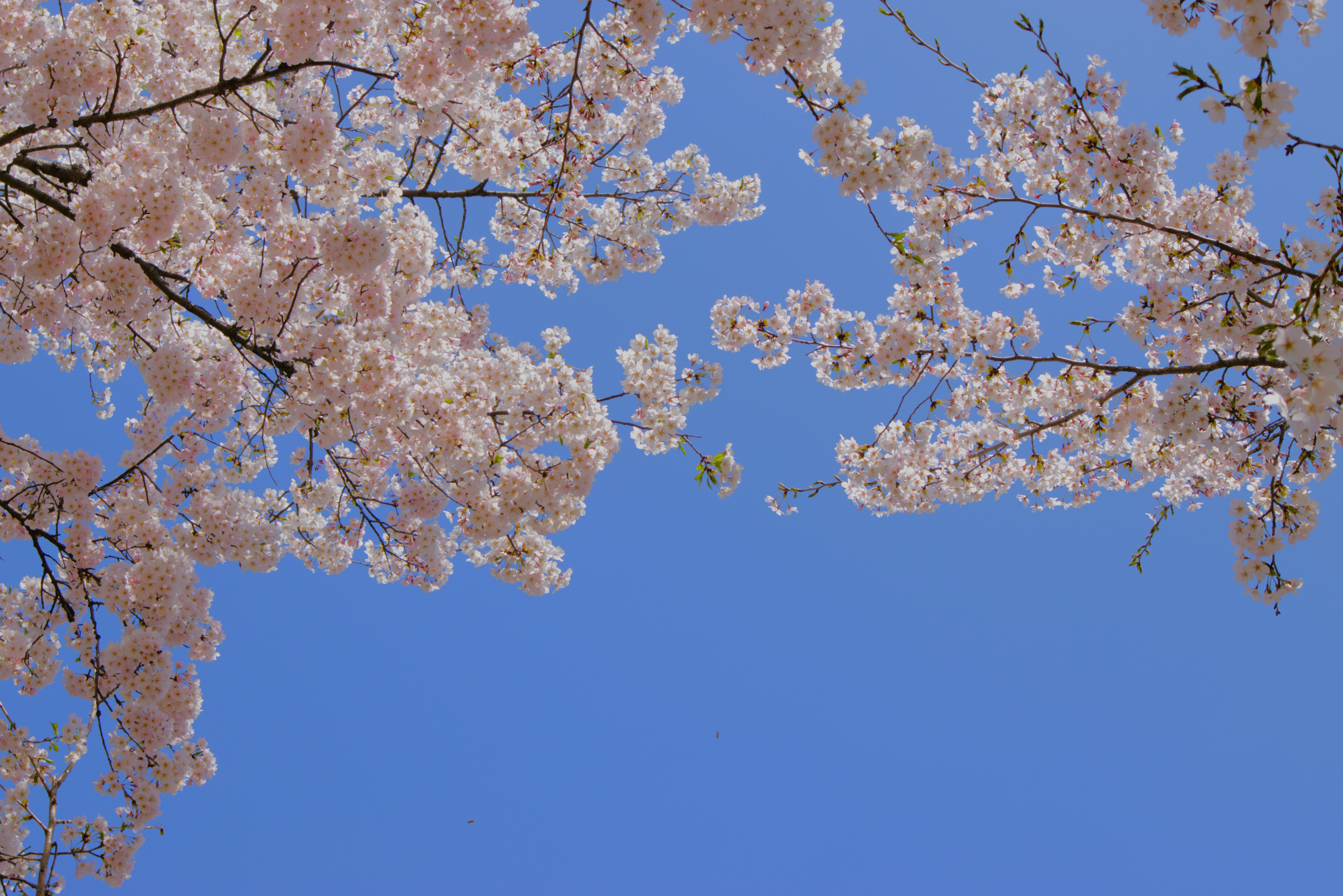 Photo by seoul_lover_lily