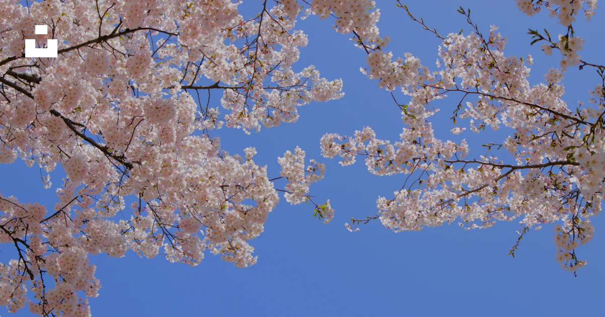 A Group Of Trees With Pink Flowers Photo Free South Korea Image On a-group-of-trees-with-pink-flowers-photo-free-south-korea-image-on