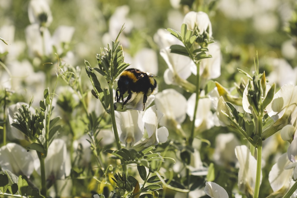 a bee on a flower