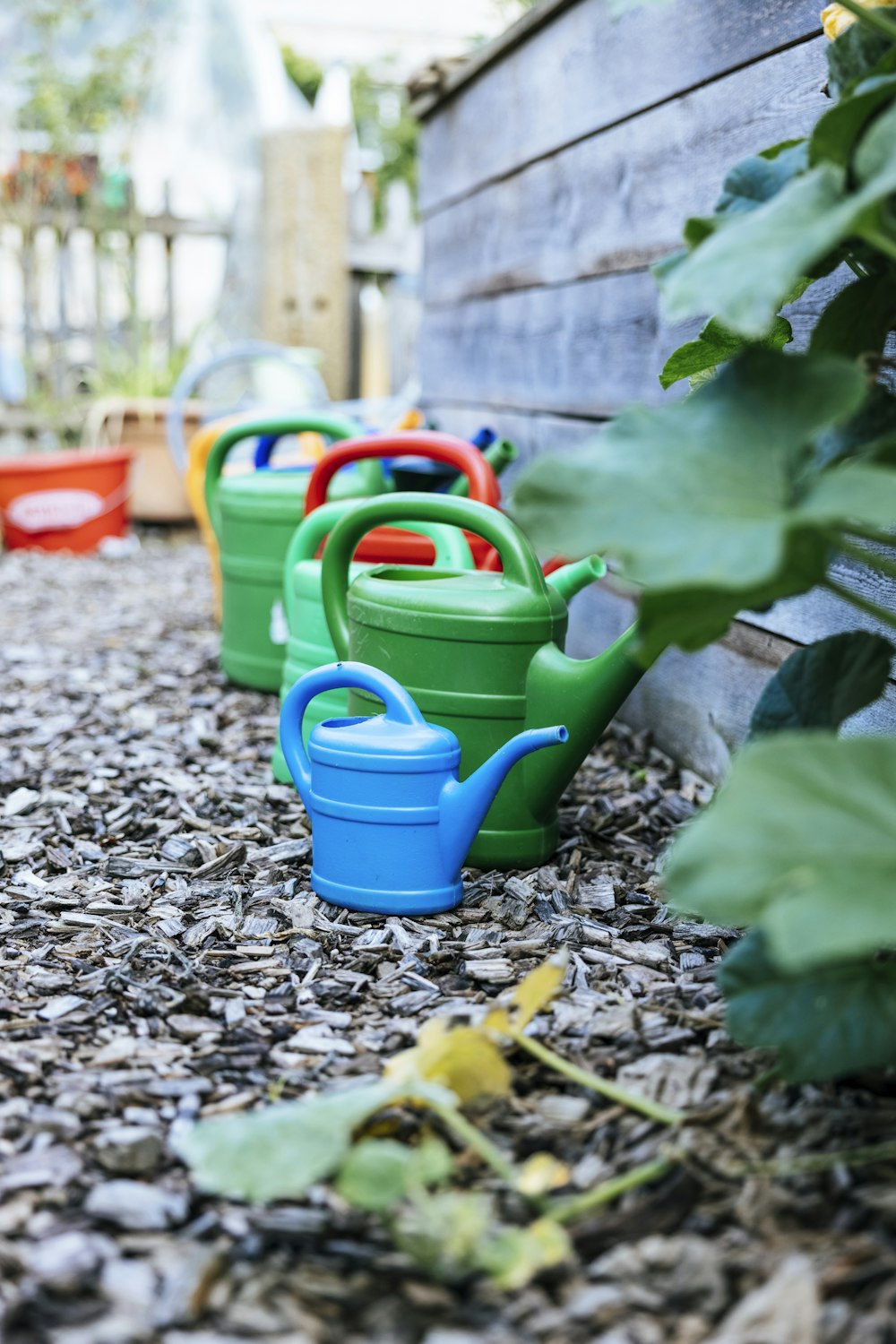 a blue watering can in a garden