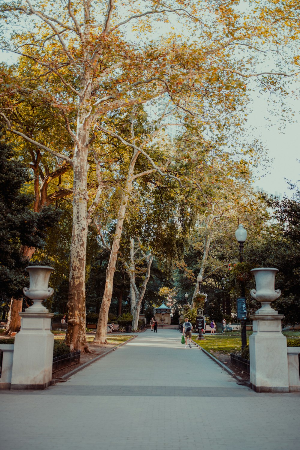 a path with trees on either side