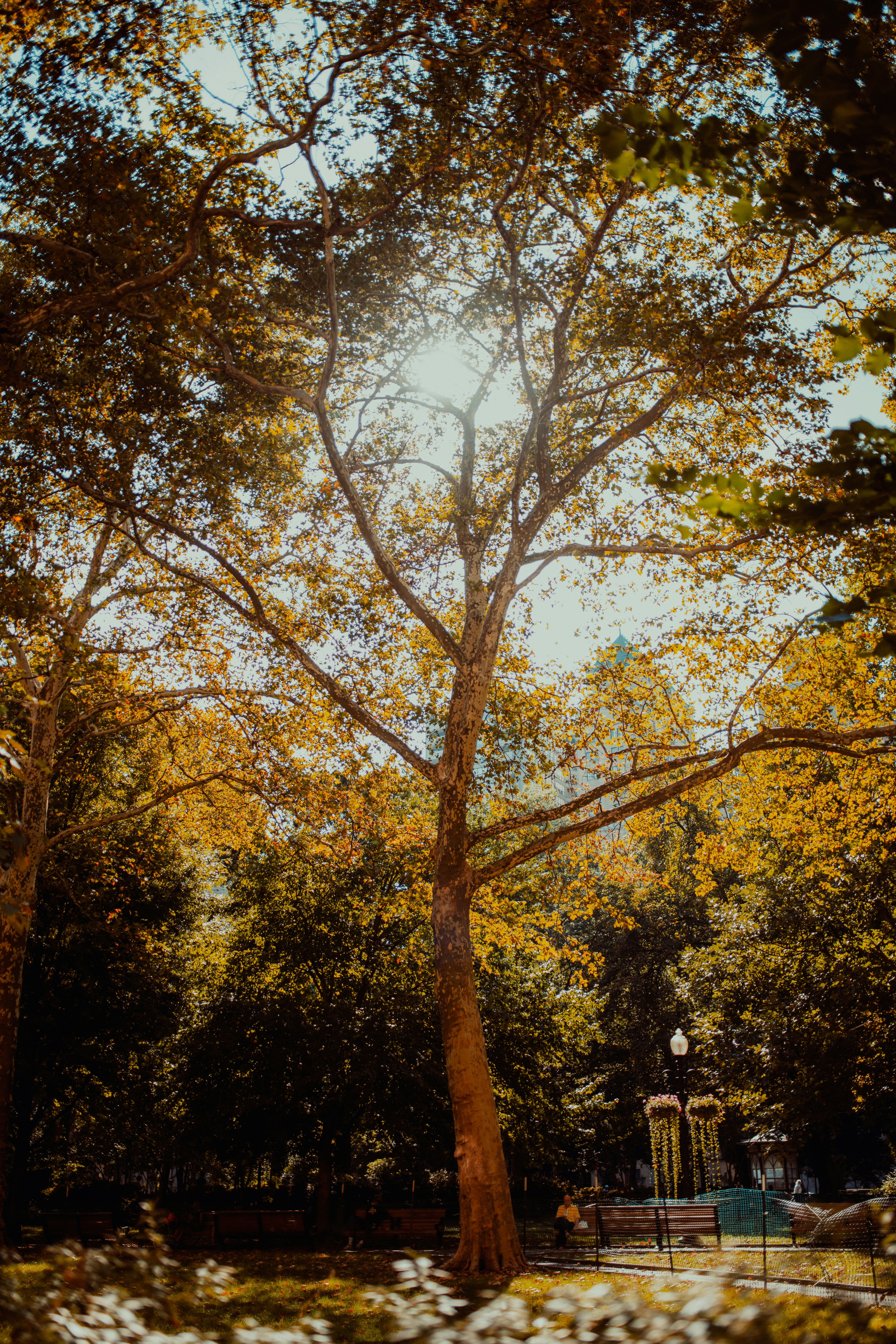 a tree with yellow leaves