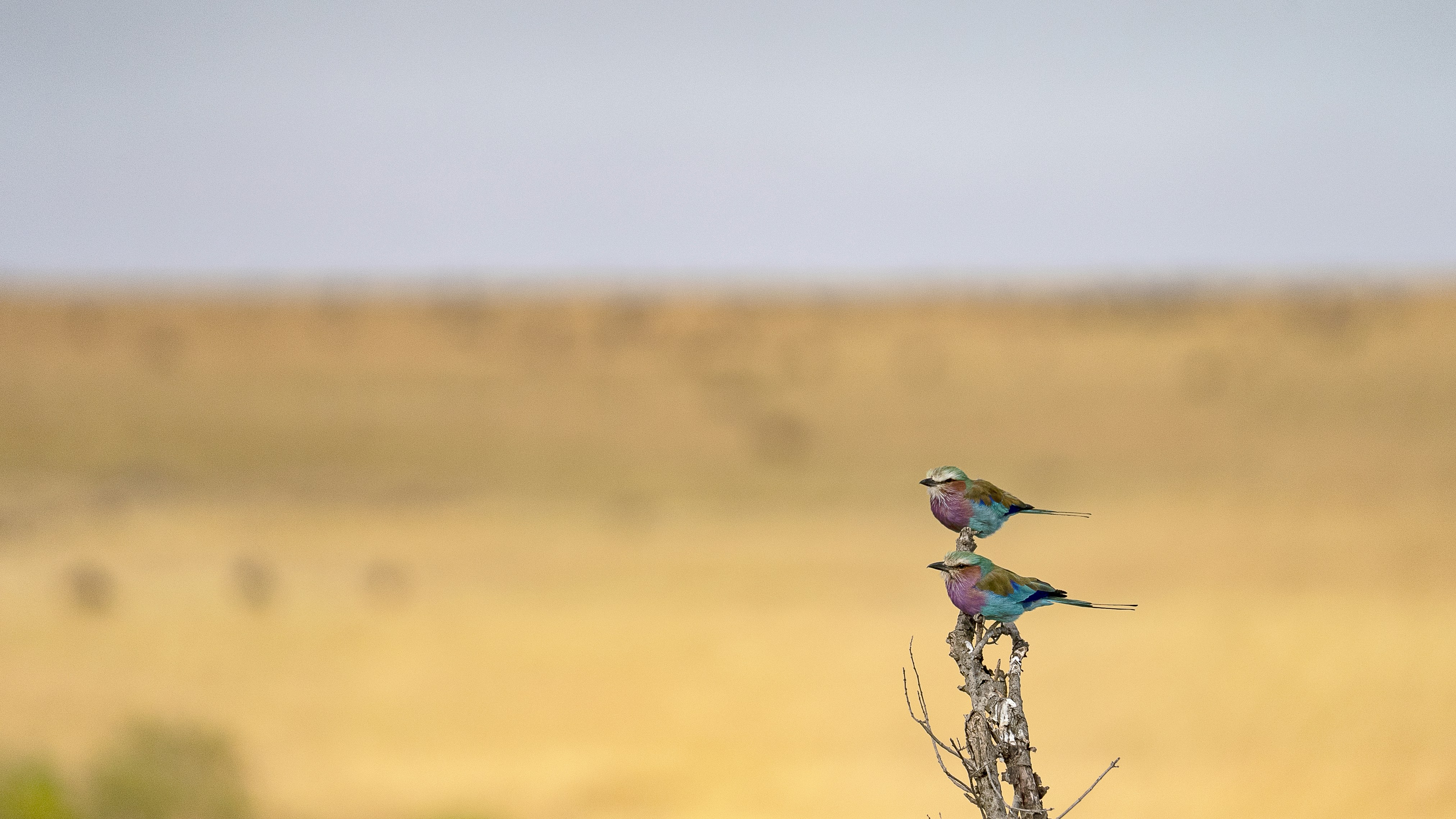 Maloma Bird Watchers Paradise