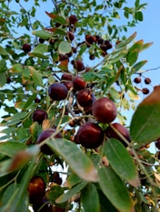 a tree with berries