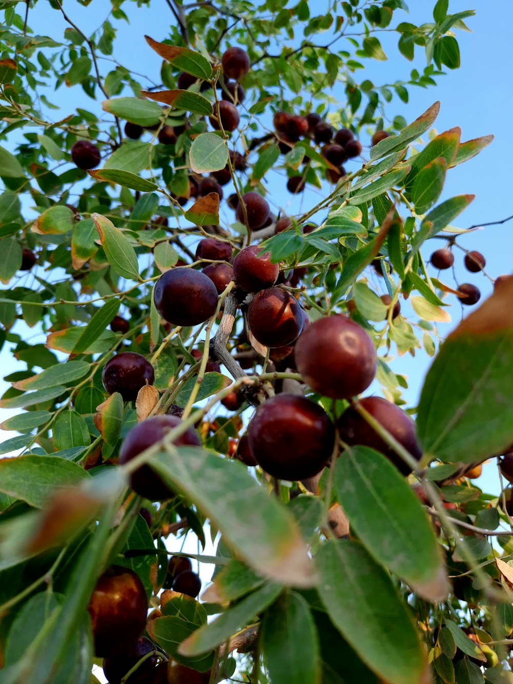 a tree with berries