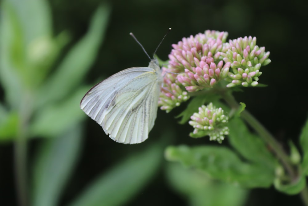 a white butterfly on a flower
