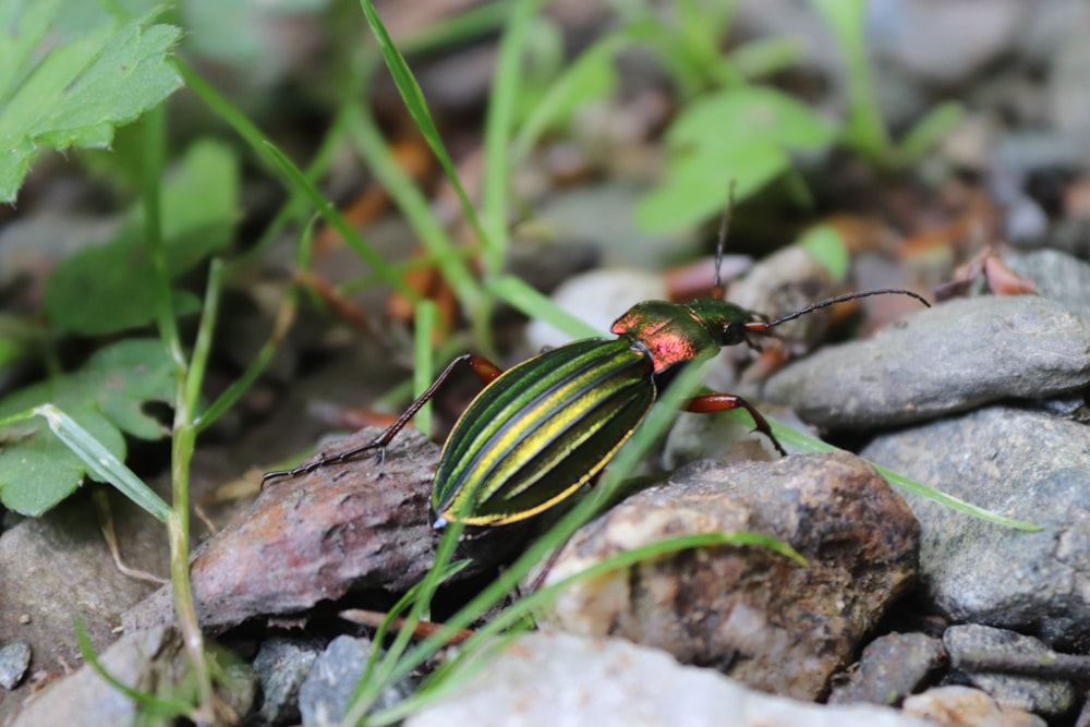 a colorful insect on rocks