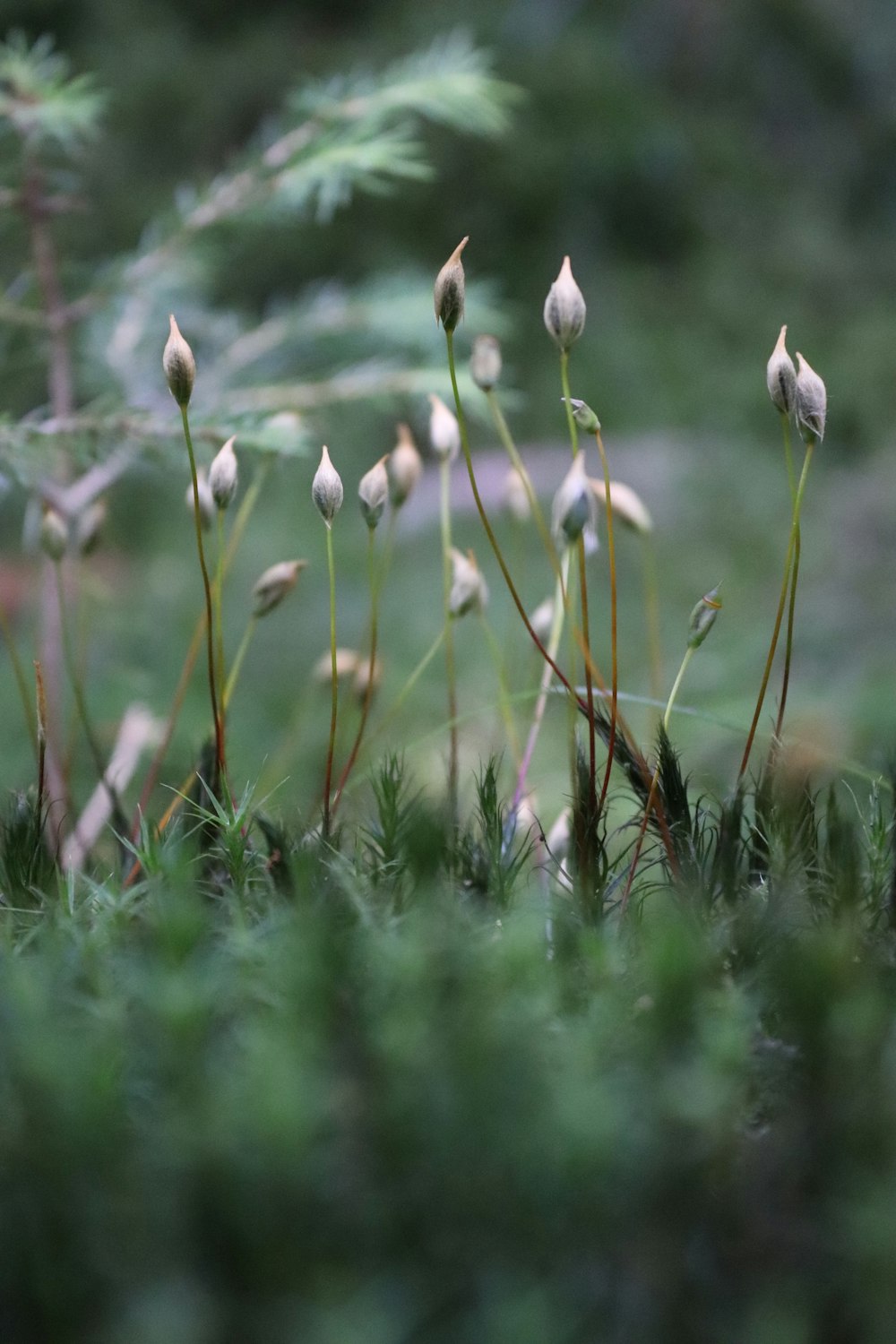 close up of a plant