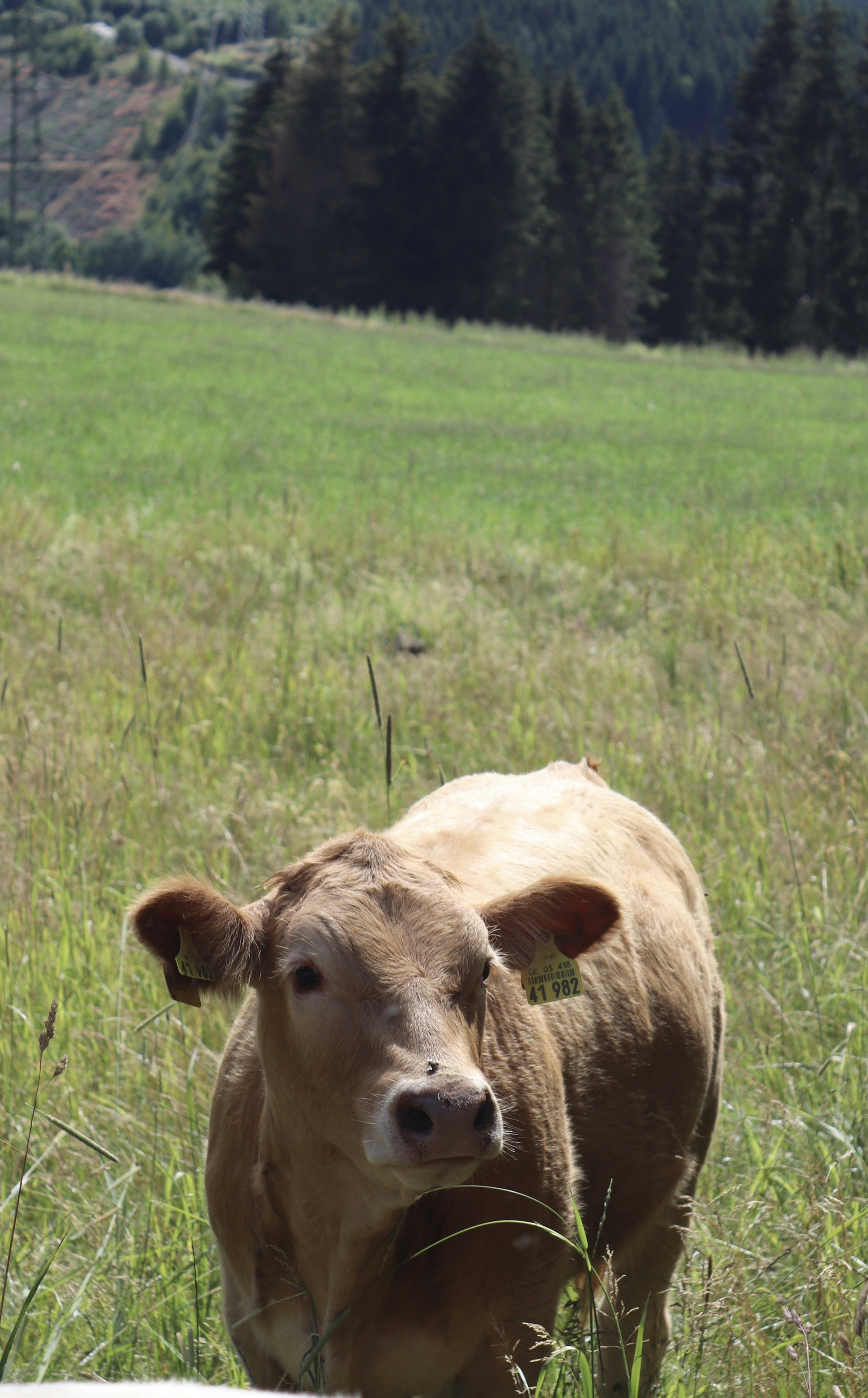a cow standing in a field