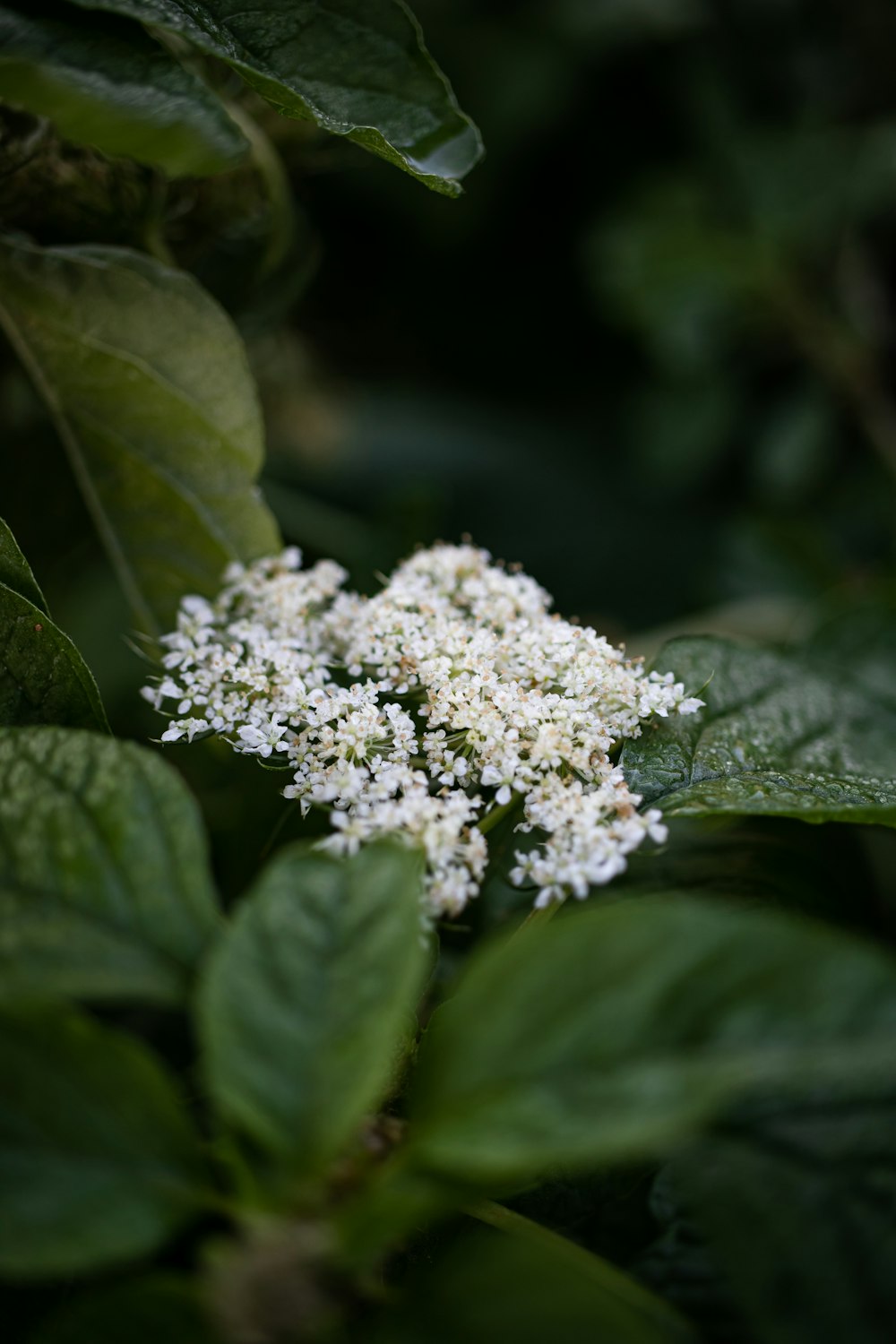 a white flower on a plant