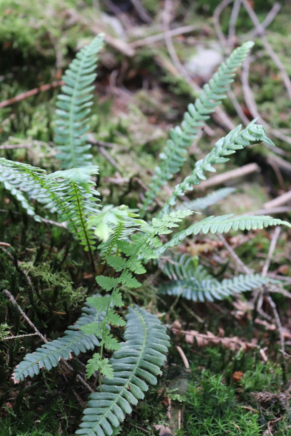 close-up of green plants