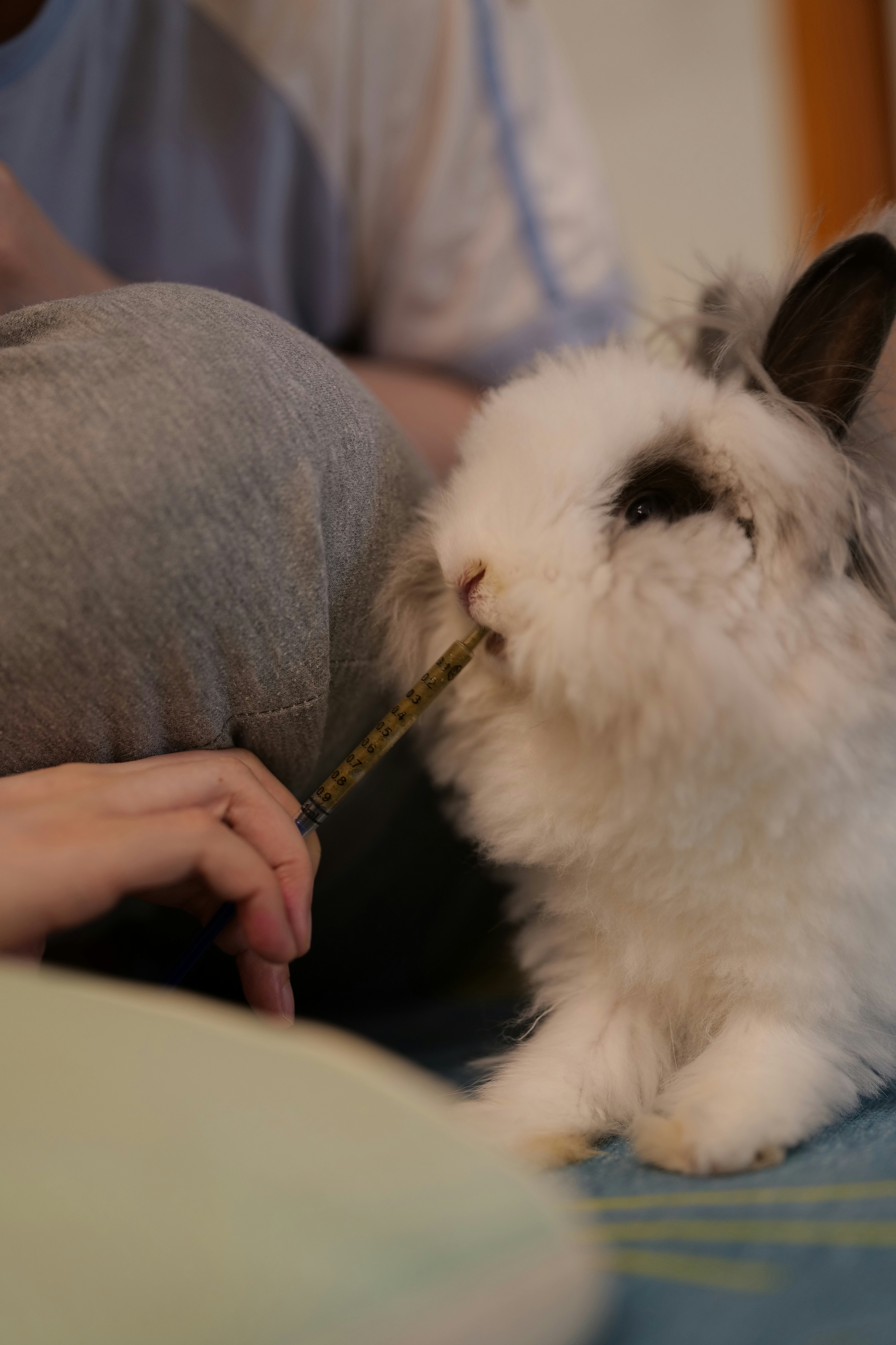 Gentle Grooming Rituals (image credits: unsplash)