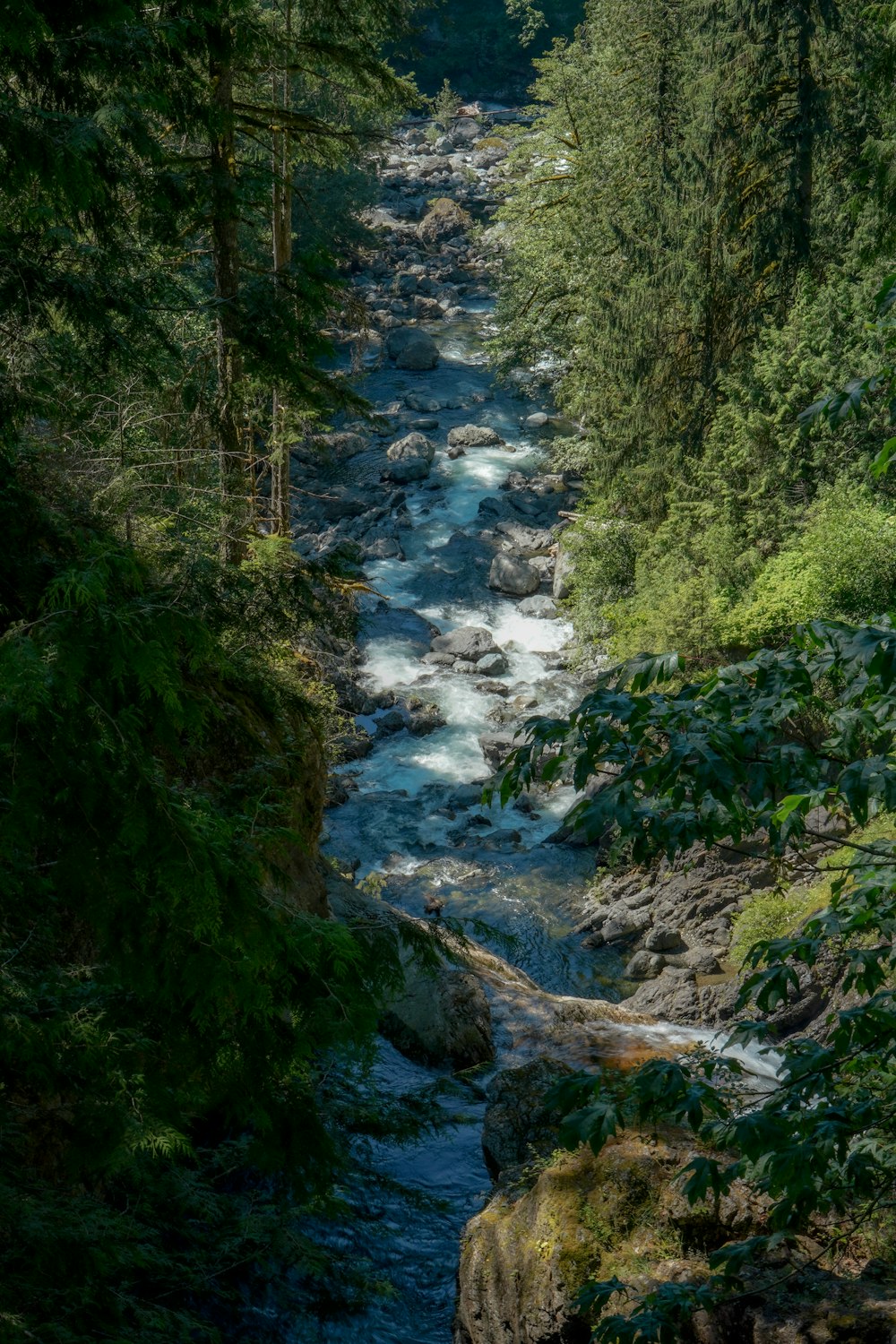 a river running through a forest