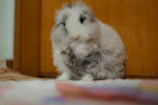 A happy rabbit with shiny fur being gently brushed during its spa date.