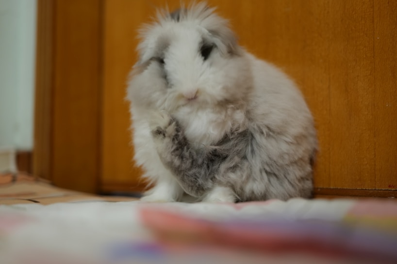 A fluffy rabbit with gray and white fur sits on a soft surface against a wooden background. It appears to be grooming itself, with its head lowered and a paw raised towards its face.