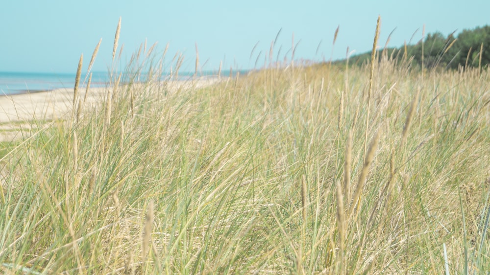 long shot of a grass field