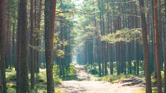 A serene pine forest path in Nõmme with soft sunlight filtering through the trees.