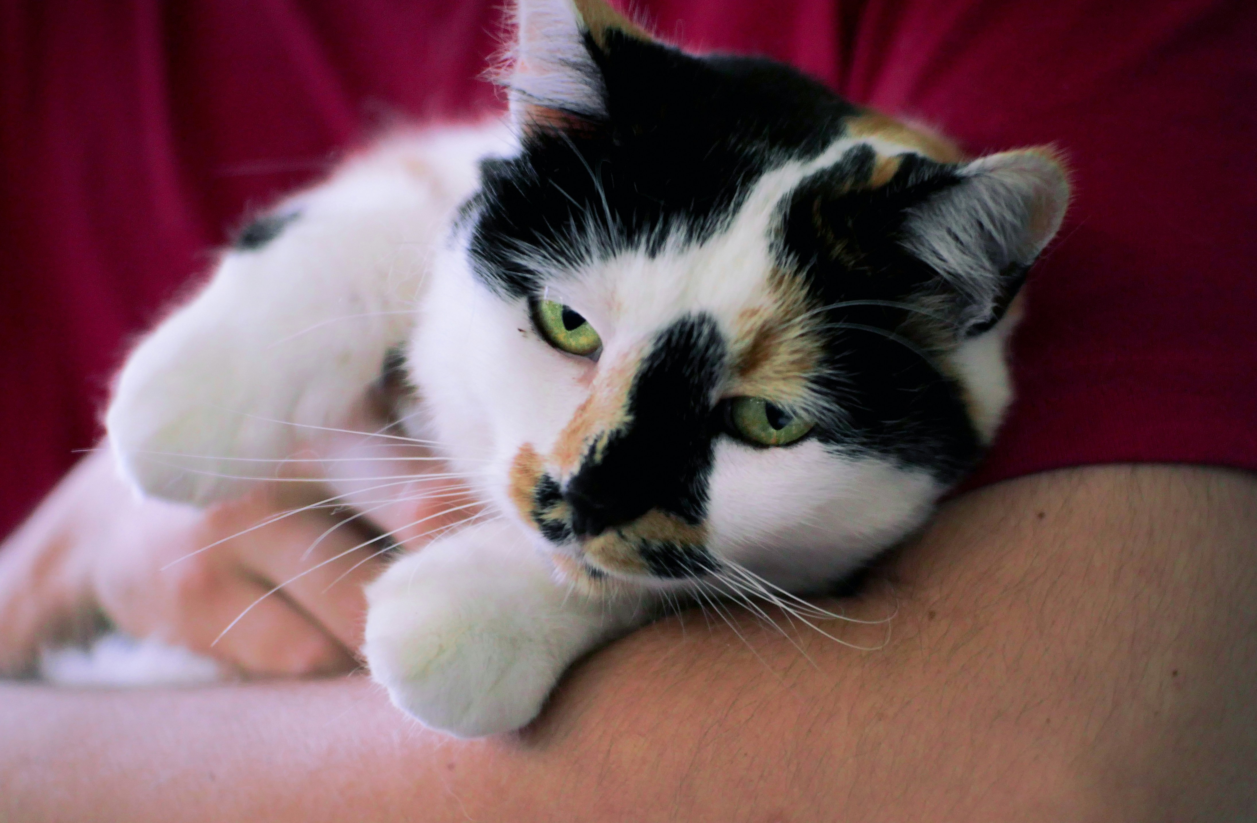 Un gato acostado en el regazo de una persona