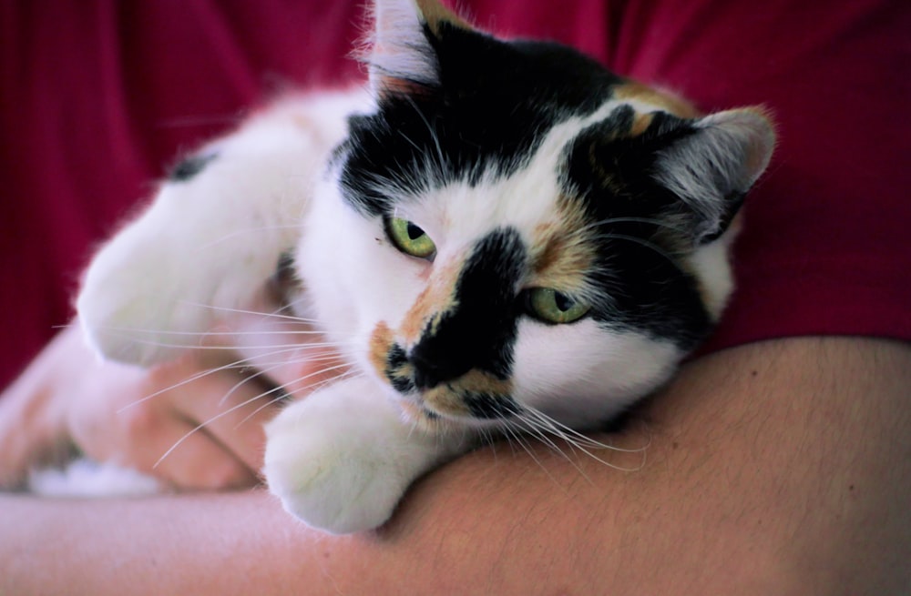 a cat lying on a person's lap