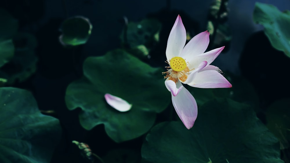a flower in a pond