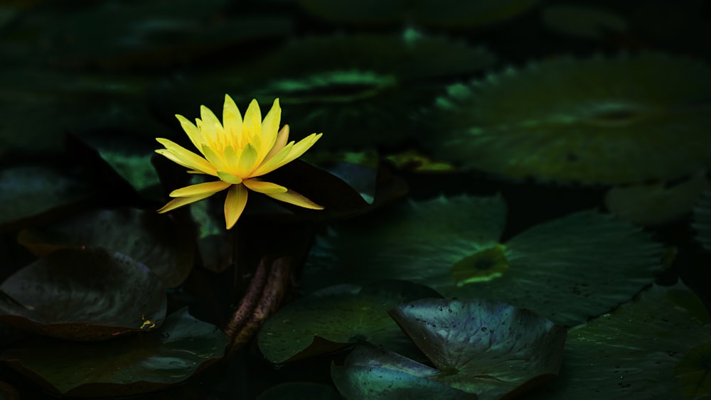 uma flor amarela na água