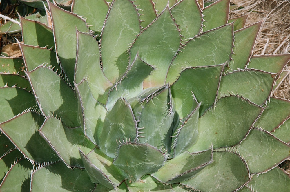 a close up of a leaf