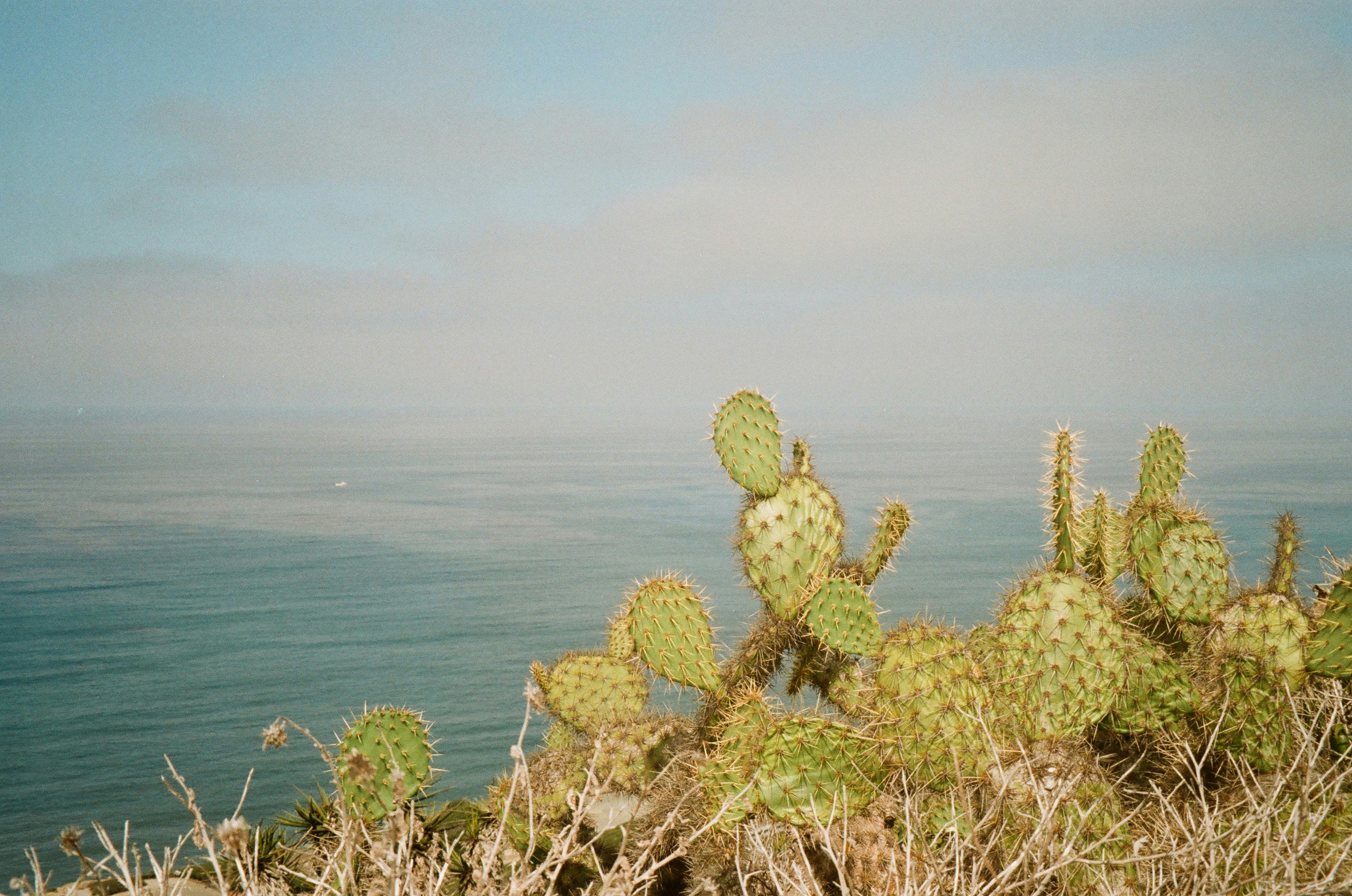 um cacto com um corpo de água no fundo