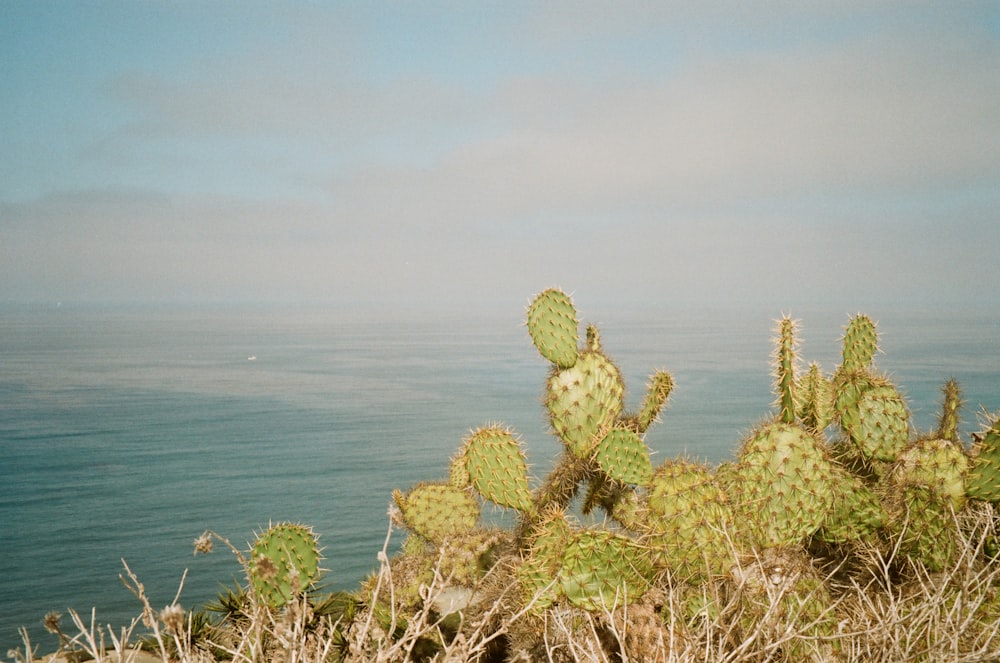 a cactus with a body of water in the background