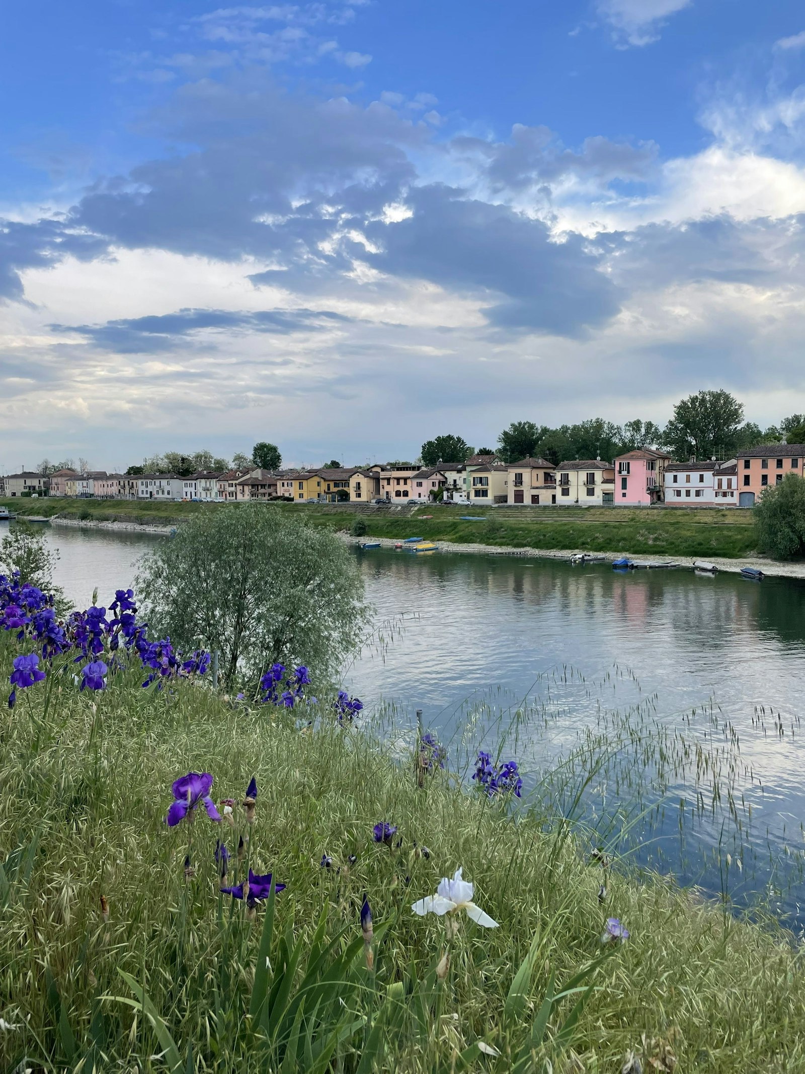 Pavia