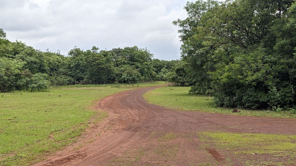 a dirt road surrounded by trees