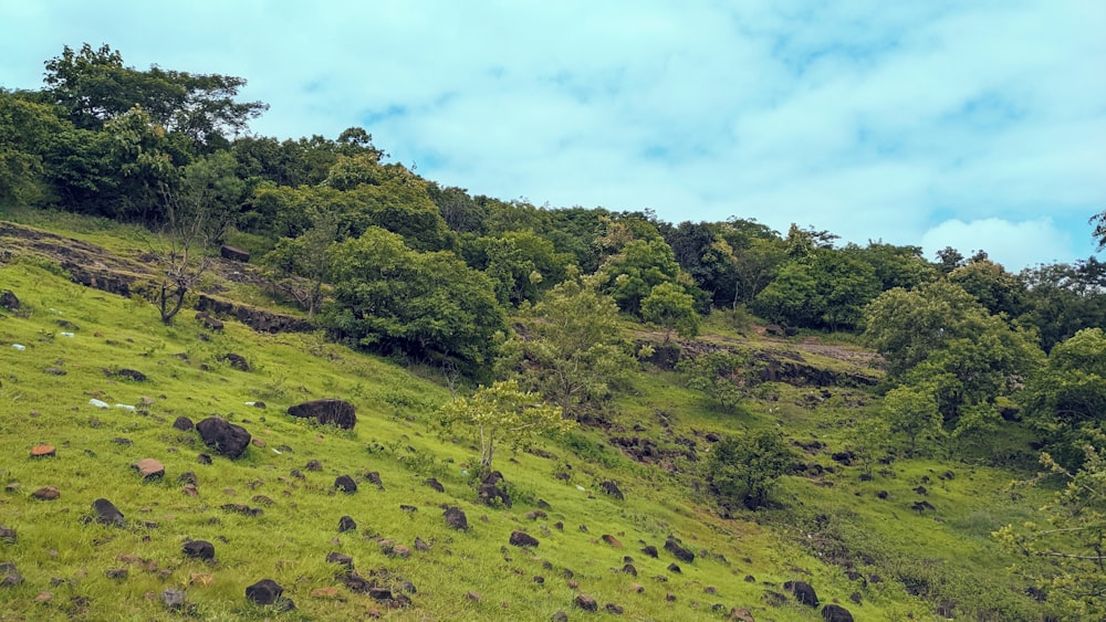 a grassy hill with trees on it