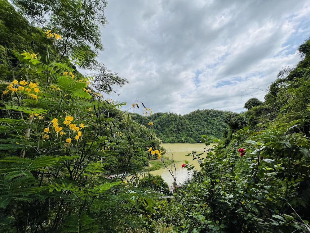 a river surrounded by trees