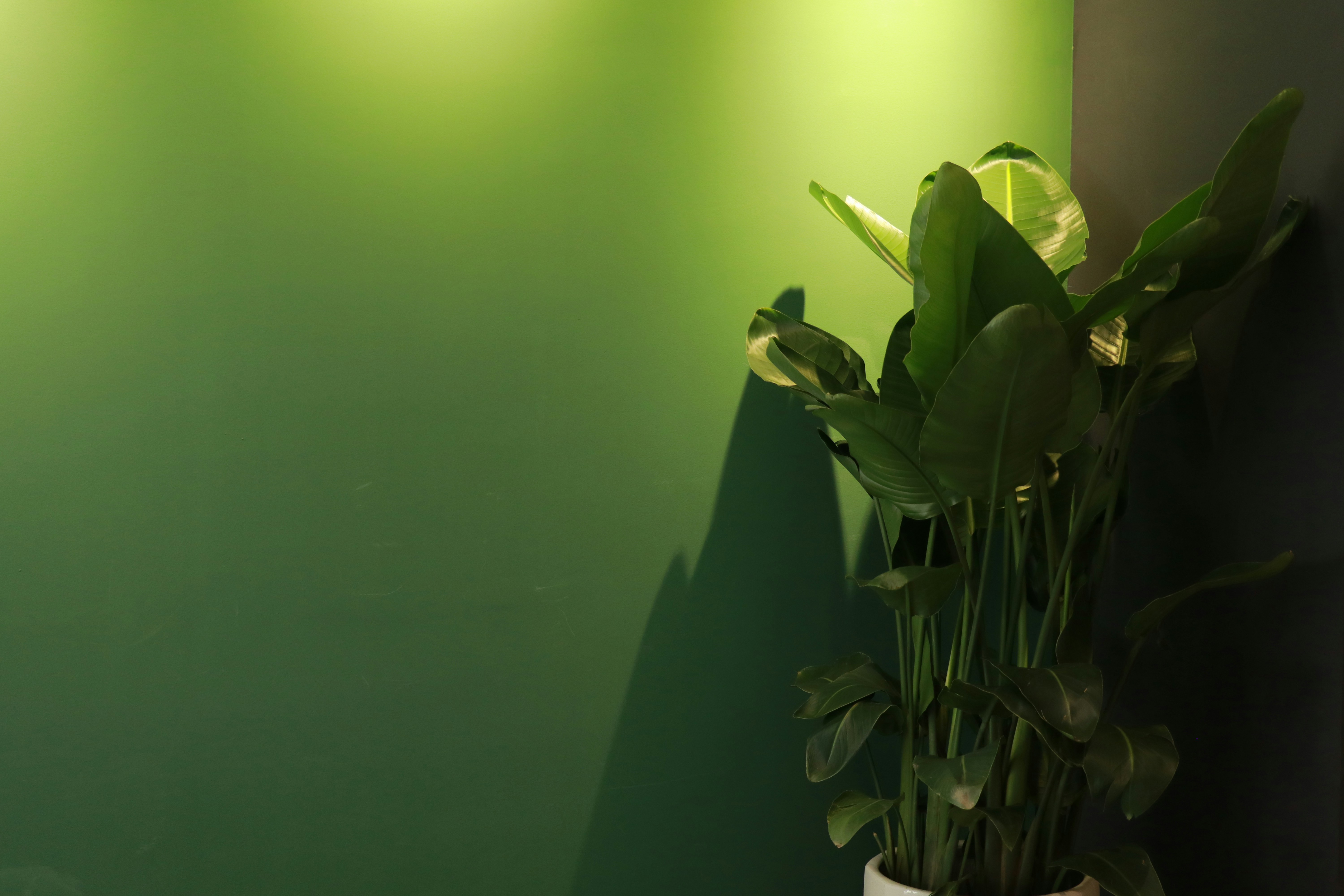 Aydınlık ve ferah bir oturma odasında kullanılan şık koyu yeşil duvar boyası ve modern ev dekorasyonu örneği.