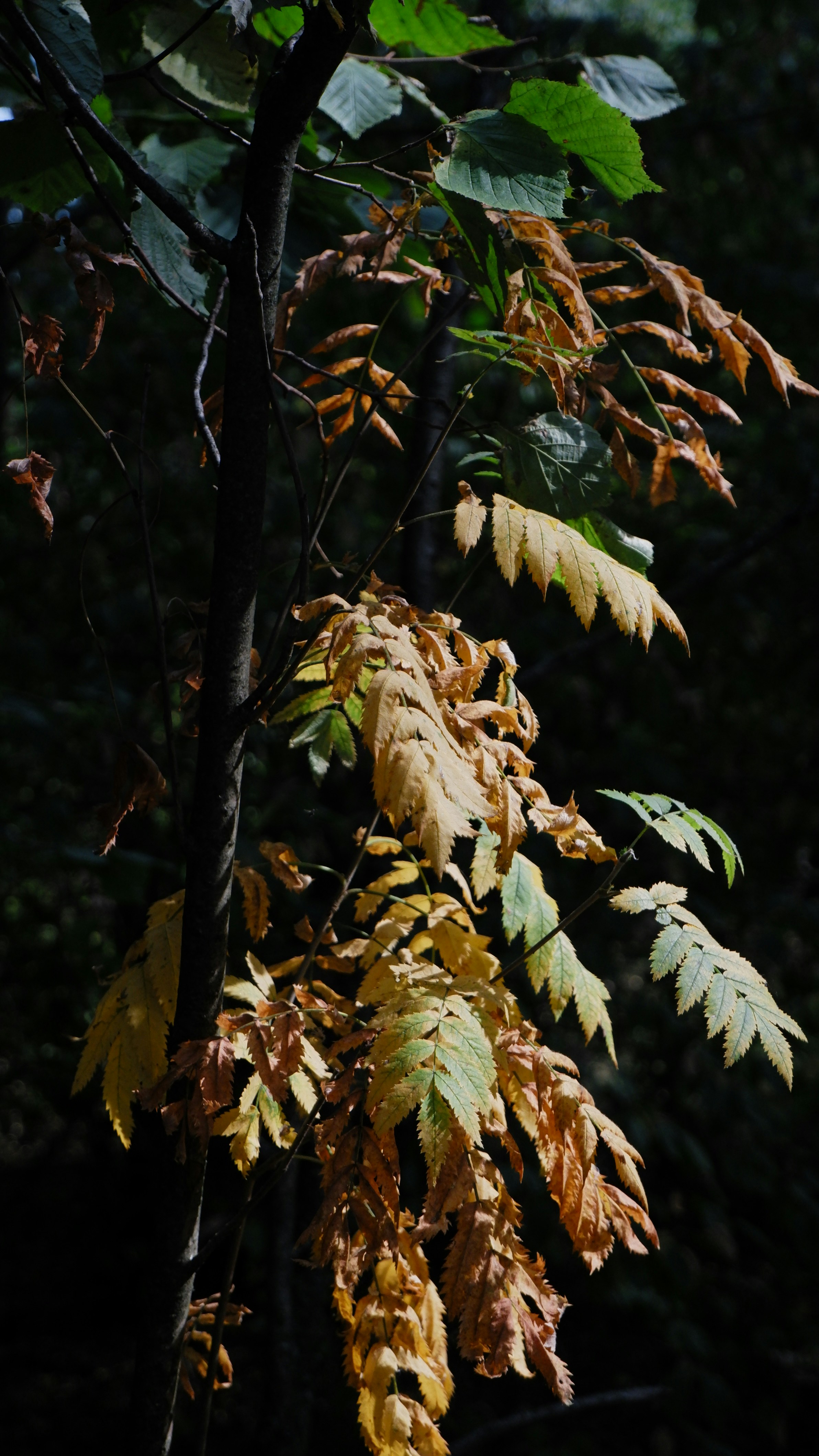 Photo by natalyaanri