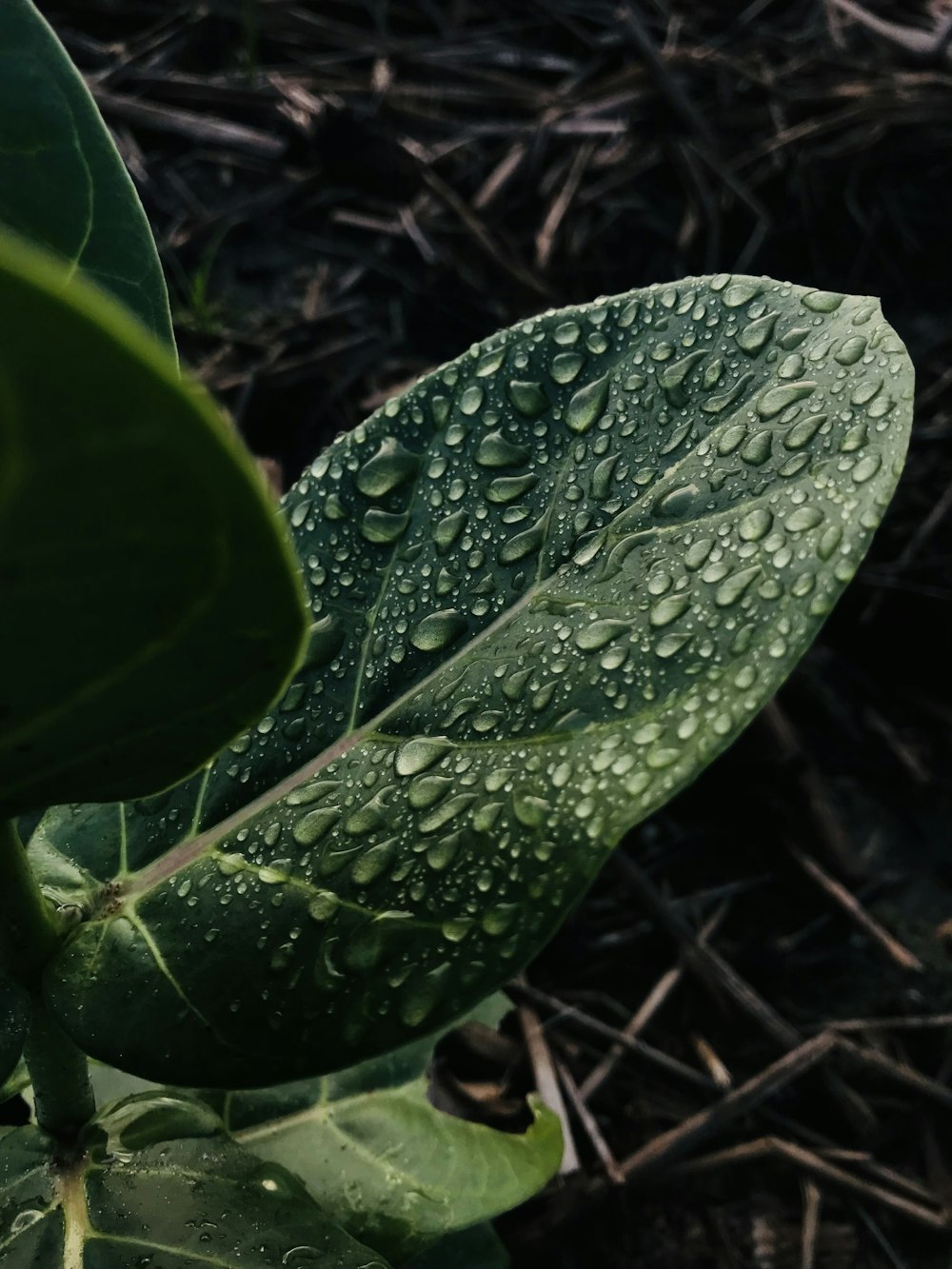 una hoja verde en el suelo