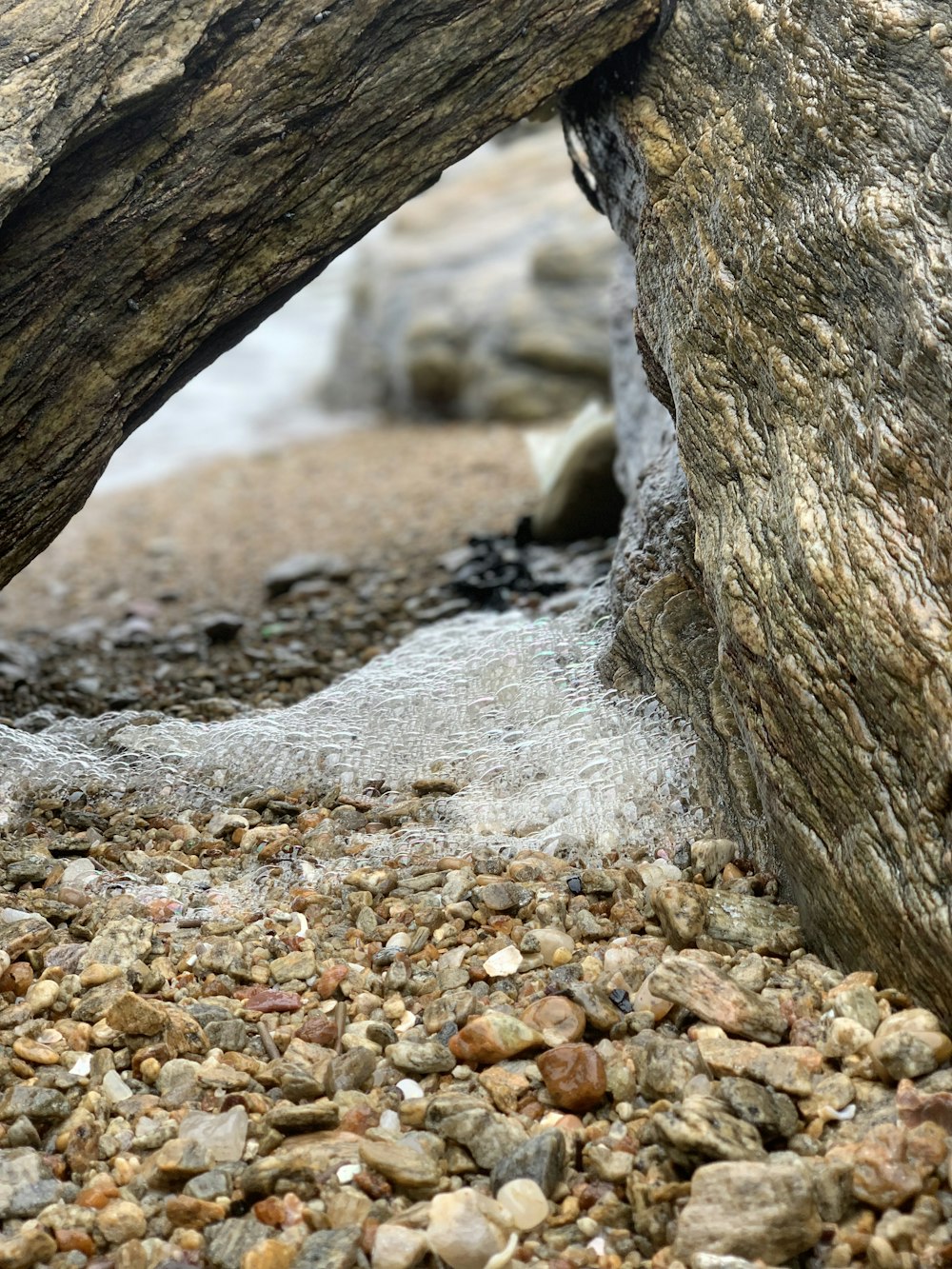 a lizard on the ground