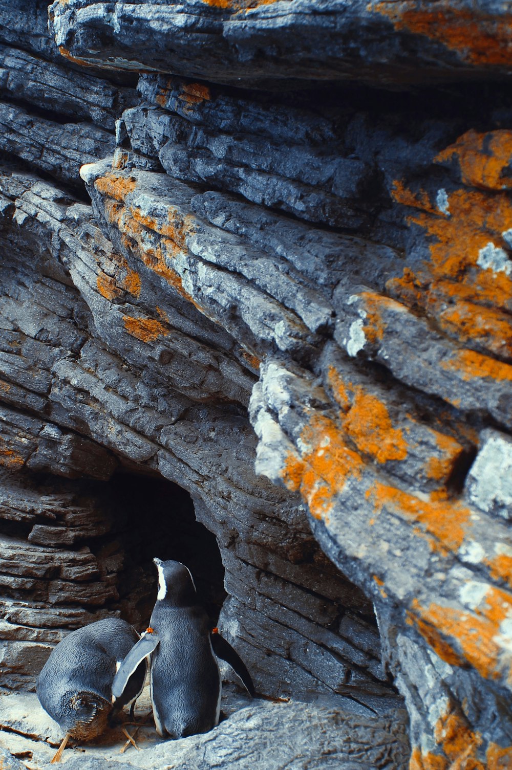 Pinguine stehen auf einem Felsen