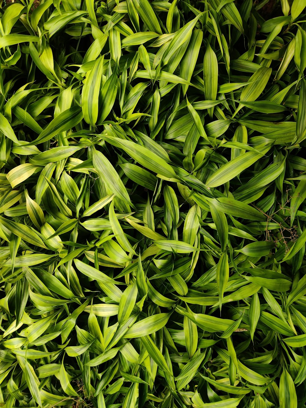 a close up of some plants