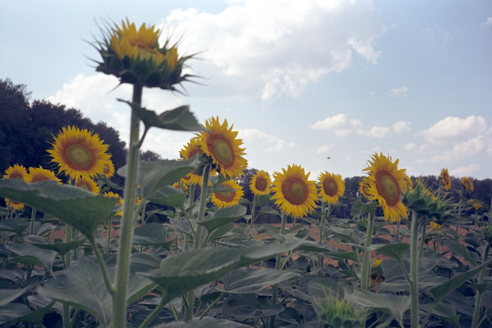 a group of sunflowers