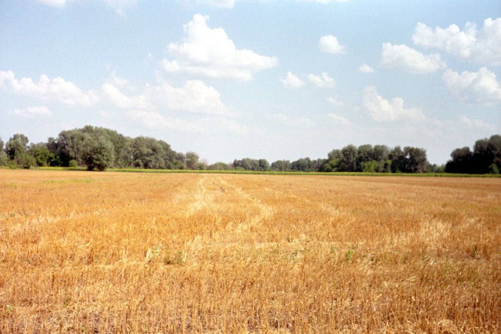 a field of brown grass with trees in the background