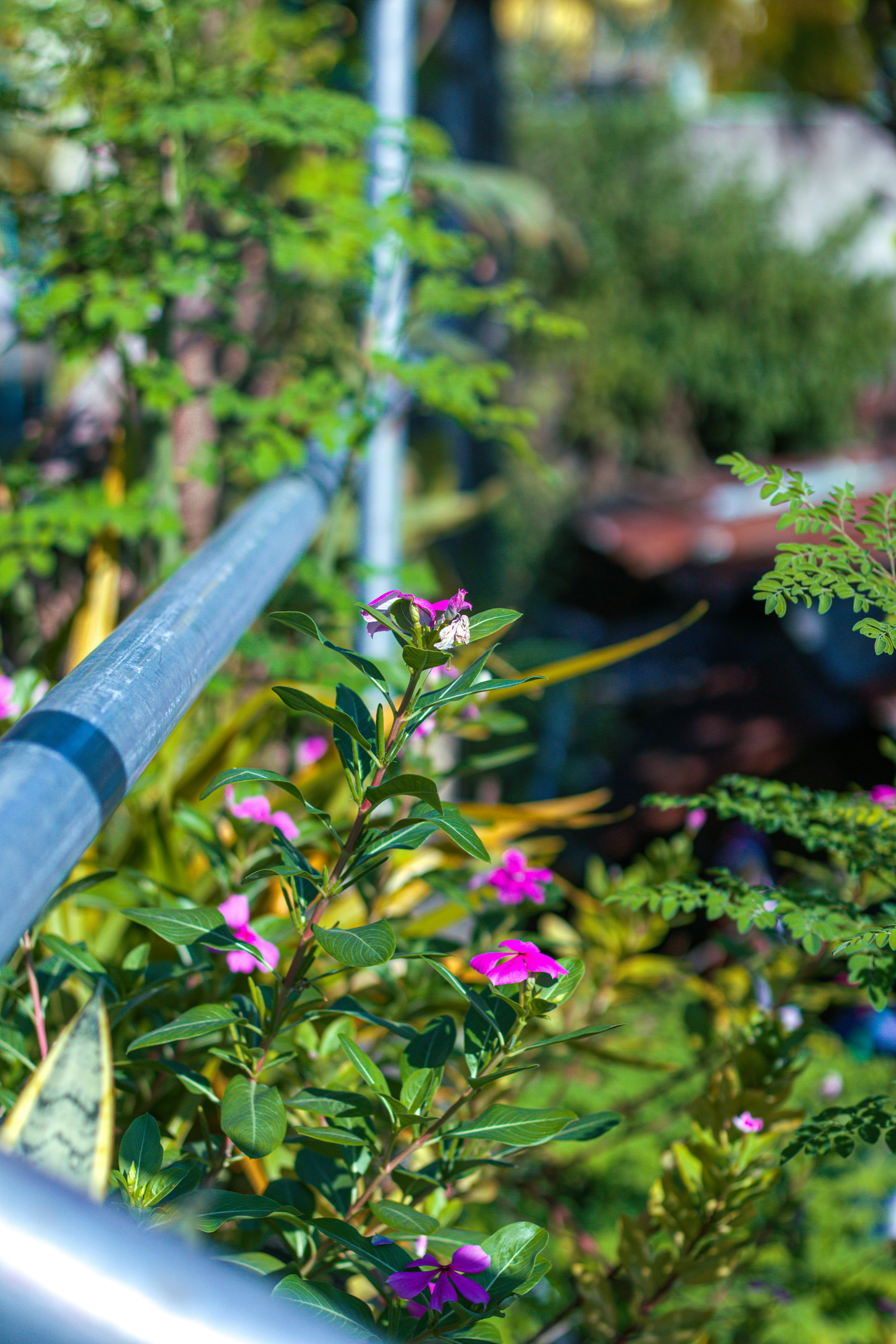Herb Garden Essentials for Continuous Harvests